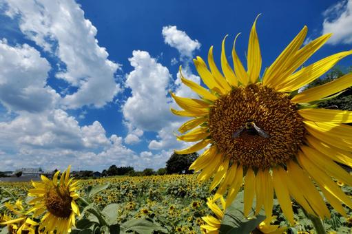 夏雲とひまわり畑② 夏雲とひまわり畑②の写真