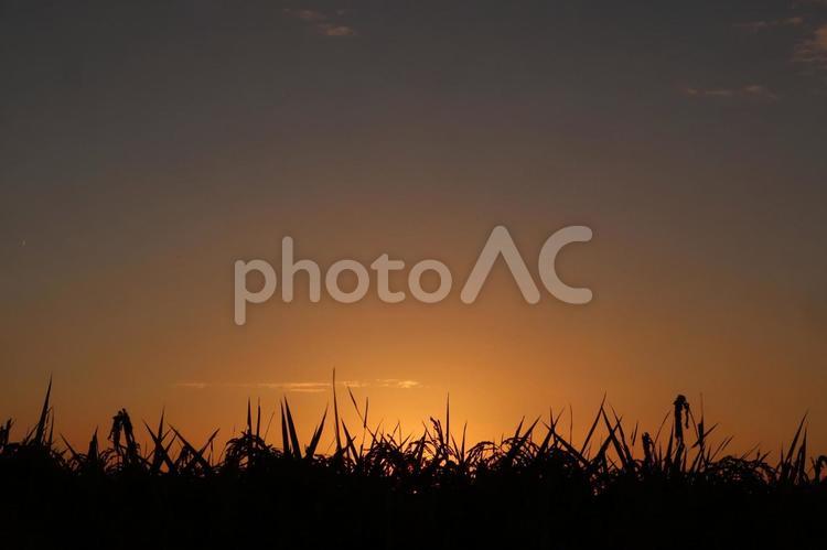夕暮れ 夕暮れ,夕焼け,夕空の写真素材