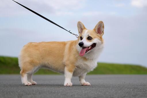 コーギーのポートレート 犬,コーギー,ウェルシュコーギーの写真素材