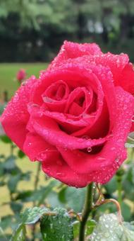 雨上がり、深紅の薔薇 雨上がり、深紅の薔薇の写真