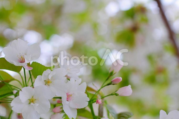 さくら ( 背景ぼかし ) サクラ,さくら,桜の写真素材