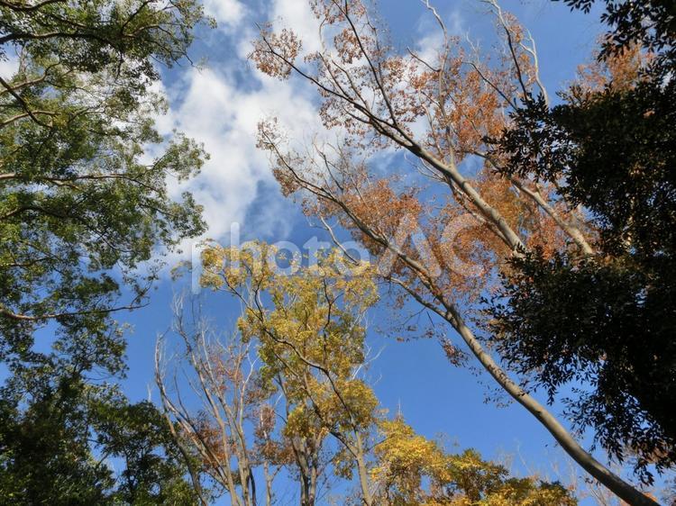 青空に伸びる樹々-1 青空に伸びる,樹々,木の写真素材