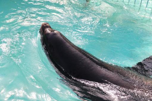 プールから顔を出すアシカ プールから顔を出すアシカ アシカ,動物園,水族館の写真素材