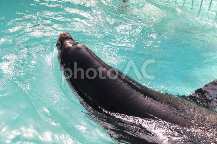 プールから顔を出すアシカ アシカ,動物園,水族館の写真素材