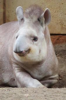 かわいいアメリカバク かわいいアメリカバクの写真