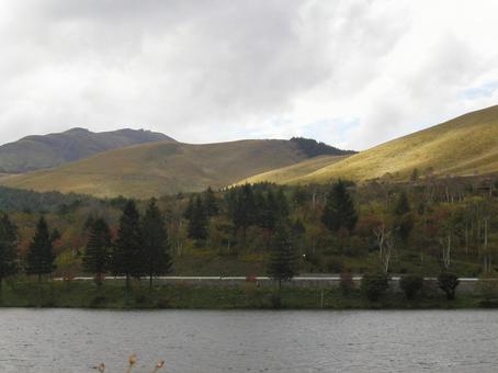 Photo, lake shirakaba, japanese privet (ligustrum japonicum), nagano prefecture, 