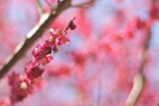 紅梅 紅梅の写真