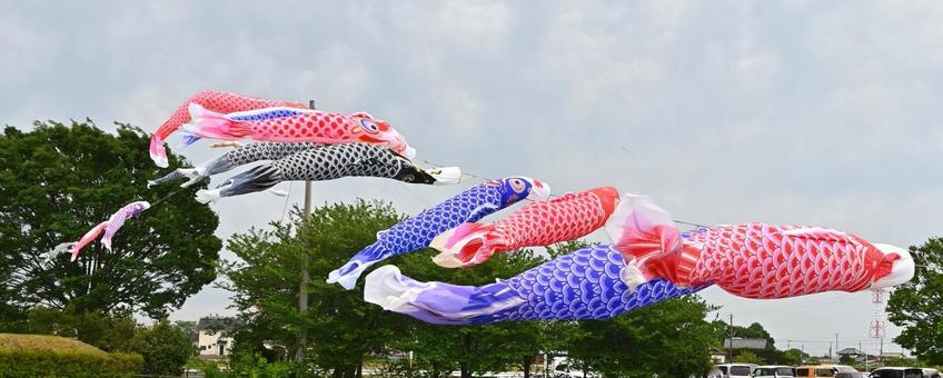 水辺を渡るこいのぼり 水辺を渡るこいのぼり こいのぼり,5月,曇天の写真素材
