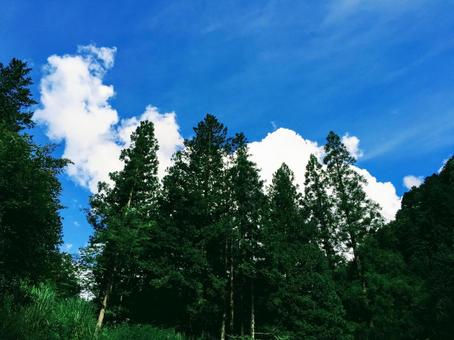 夏の空 夏の空の写真