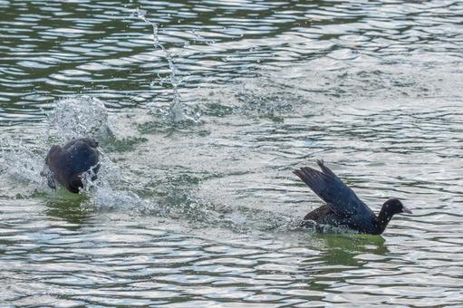 水面を駆けるオオバンの躍動 水面を駆けるオオバンの躍動 オオバン,鳥,野鳥の写真素材