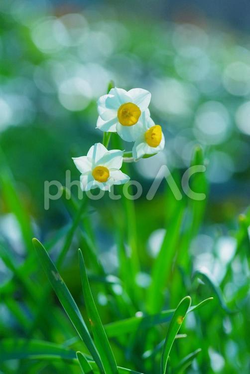水仙　スイセン　初春の花　春 水仙,スイセン,初春の花の写真素材