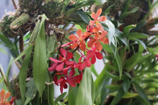 オレンジ色のモカラの花のアップの写真