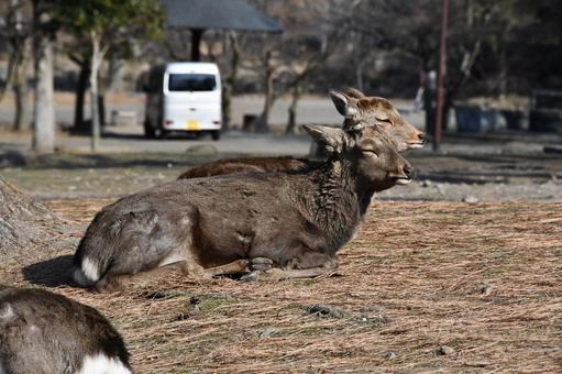 並んで座るシカ シカ,地面,並ぶの写真素材