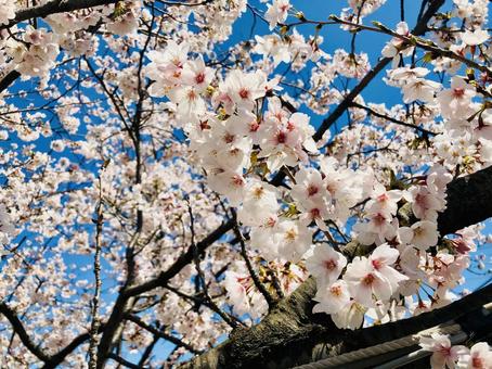 桜と空 桜,花,植物の写真素材