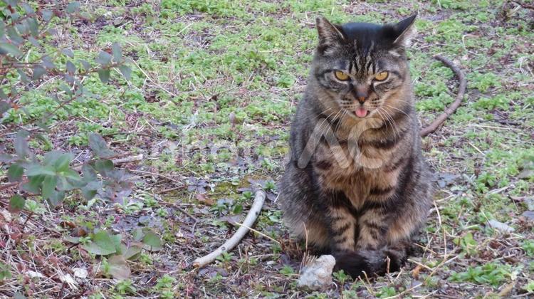 カメラ目線であざといポーズのモフモフ猫 猫,キジトラ,カメラ目線の写真素材