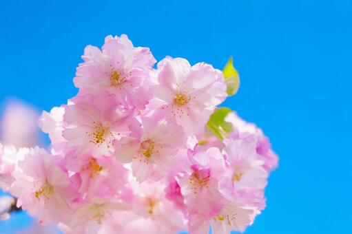 桜 桜,アップ,大きくの写真素材