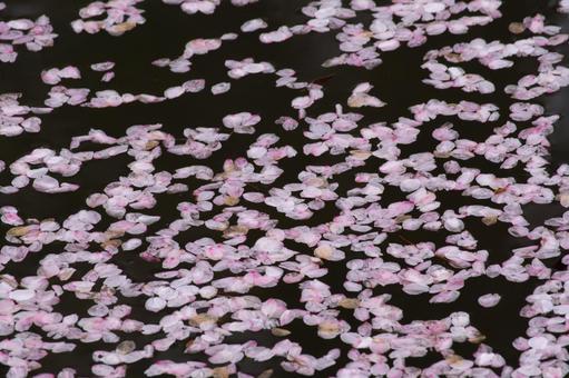 水面に浮かぶ桜の花びら 水面に浮かぶ桜の花びらの写真
