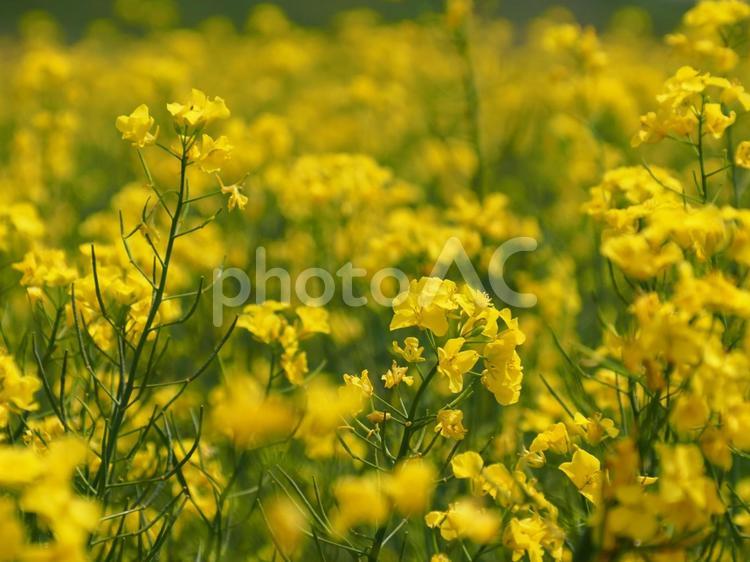 安平町の菜の花畑7 菜の花,菜の花畑,黄色の写真素材
