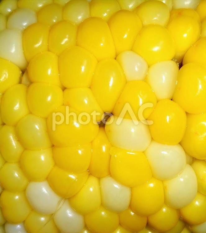 プチっ、とうもろこし とうもろこし,トウモロコシ,コーンの写真素材