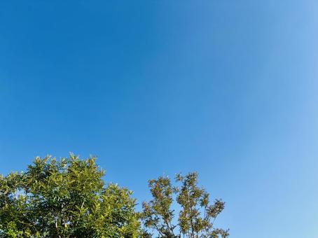 美しい青空と木、コピースペース 木,青空,空の写真素材