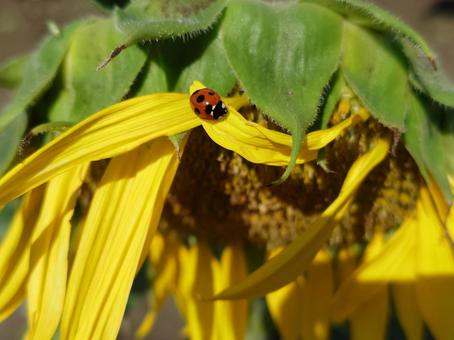 向日葵てんとう虫 ひまわり,ヒマワリ,向日葵の写真素材