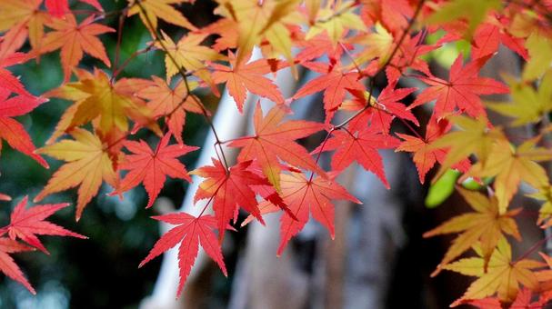 紅葉-1352 紅葉,モミジ,赤の写真素材