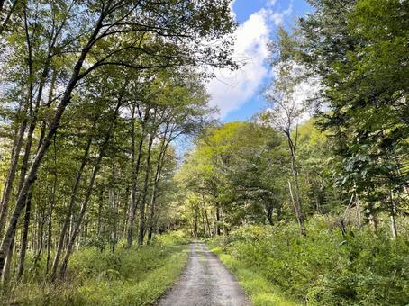 田舎の山道01 田舎の山道01 田舎,山道,北海道の写真素材
