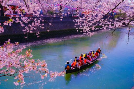 桜満開の川下り ボート,桜,川の写真素材
