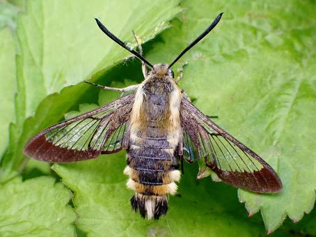 クロスキバホウジャク クロスキバホウジャク,蛾,ホウジャクの写真素材