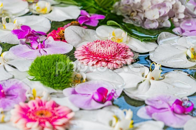 小樽　花手水の風景 花手水,風景,景色の写真素材