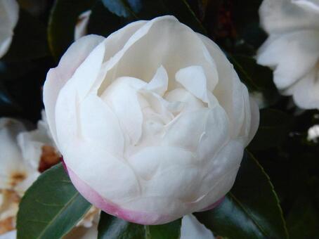 【花の写真】サザンカ（山茶花） サザンカ,山茶花,植物の写真素材