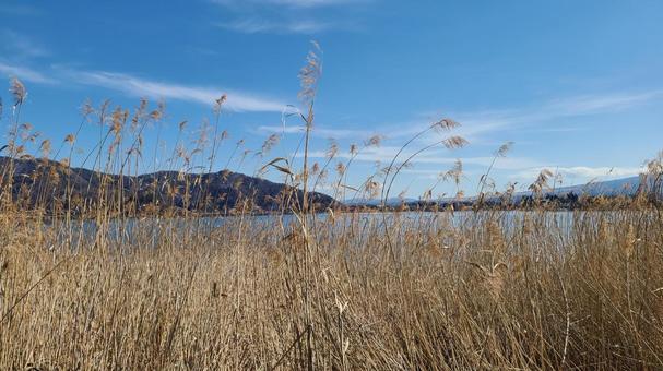 枯草と湖畔 河口湖,山,ススキの写真素材