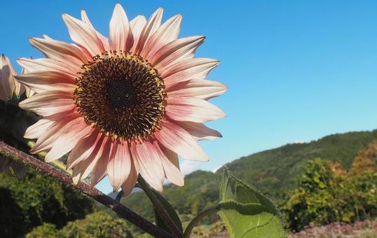 一輪のピンク色のひまわり ひまわり,自然,晴れの写真素材