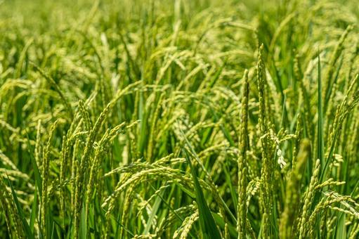 夏の稲穂 夏の稲穂 稲穂,新米,入道雲の写真素材