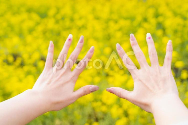 春の菜の花畑で広げる両手① 春,菜の花,黄色の写真素材