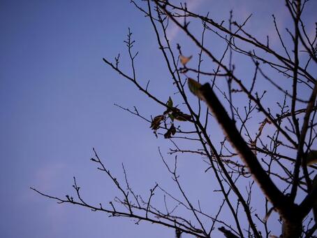 枯葉 落ち葉,植物,葉の写真素材