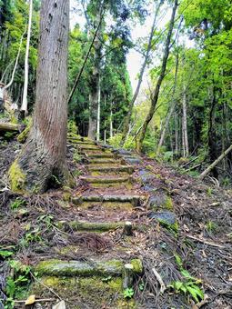 美しい緑の山道をハイキング 山道,森林,散策の写真素材