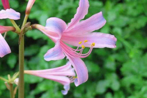 ピンクのリコリスの花 ピンクのリコリスの花の写真