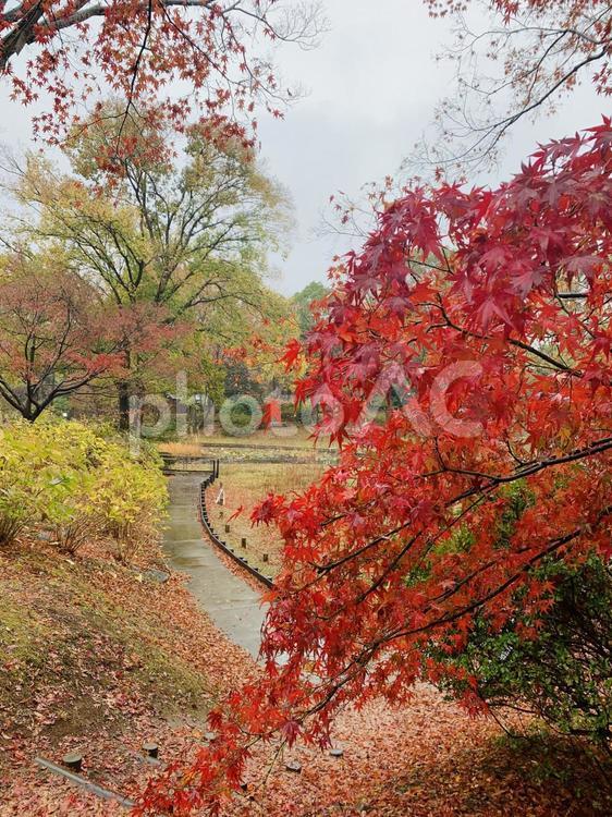 昭和記念公園の紅葉３ 紅葉,昭和記念公園,秋の写真素材