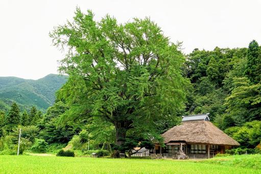 奥出雲・金言寺の大イチョウ 奥出雲・金言寺の大イチョウの写真