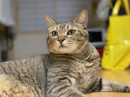 ねこ ねこ ねこ,ネコ,きじの写真素材