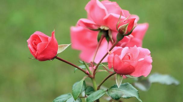 河津バカテル公園　秋バラ 薔薇,秋,花の写真素材