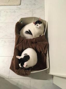 ハート猫 ハート猫の写真