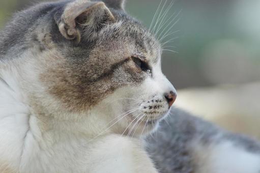 ねこ ねこの写真