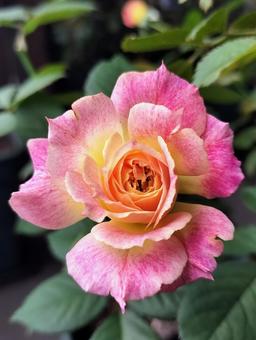 ベランダのバラ・シャルール ベランダのバラ・シャルール 薔薇,バラ,シャルールの写真素材