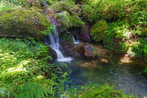 苔むした岩と静かに流れる清流 風景,自然,水の写真素材