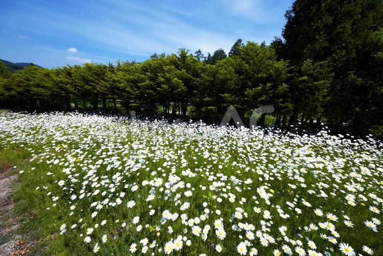ゆにガーデンのお花畑 ゆにガーデン,フランスギク,バラ園の写真素材
