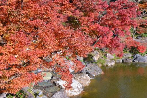 秋の紅葉♪ 秋の紅葉♪の写真