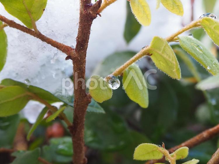 木と水滴と雪 木,植物,枝の写真素材