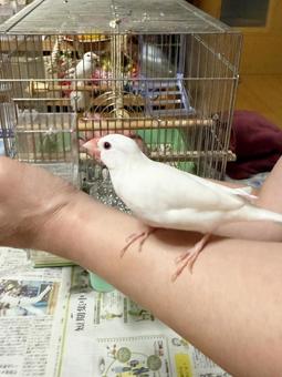 可愛い白い文鳥 可愛い白い文鳥の写真